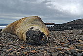 Southern elephant seal (Mirounga leonina). National Park Penguin Island. Puerto Deseado, Argentina.