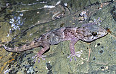 Boettger's wall gecko (Tarentola boettgeri). Nature Reserve, Savage Islands or Selvagens Islands (Portuguese: Ilhas Selvagens). Madeira, Portugal Islands. Macaronesia.