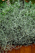 Cushion Bush (Calocephalus brownii), foliage