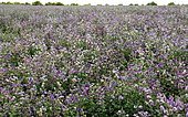 Alfalfa (Medicago sativa) field in bloom, green manure, France