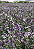 Alfalfa (Medicago sativa) field in bloom, green manure, France