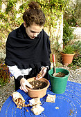 Planting crocus bulbs in pot in autumn, France