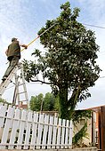 Pruning of a fruit tree (loquat) with an averruncator whose branches touch electrical wires. Security and maintenance work. Tarn, France