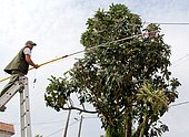 Pruning of a fruit tree (loquat) with an averruncator whose branches touch electrical wires. Security and maintenance work. Tarn, France