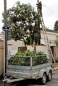 Pruning of a fruit tree (loquat) with an averruncator whose branches touch electrical wires. Security and maintenance work. Tarn, France