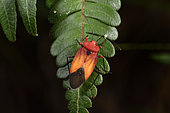 Heteroptera in forest at night, Andasibe, Perinet, Alaotra-Mangoro Region, Madagascar