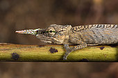 Lance-nosed chameleon (Calumma gallus) male on a branch, Andasibe, Perinet, Alaotra-Mangoro Region, Madagascar