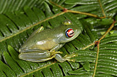 Ankafana Bright-eyed Frog (Boophis luteus), Andasibe, Perinet, Alaotra-Mangoro Region, Madagascar