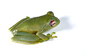 Ankafana Bright-eyed Frog (Boophis luteus) on white background, Andasibe, Perinet, Alaotra-Mangoro Region, Madagascar