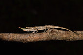 Lance-nosed chameleon (Calumma gallus) male on a branch, Andasibe, Perinet, Alaotra-Mangoro Region, Madagascar