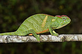 Two-horned chameleon (Furcifer bifidus) female on a branch, Andasibe, Perinet, Alaotra-Mangoro Region, Madagascar