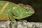 Two-horned chameleon (Furcifer bifidus) female on a branch, Andasibe, Perinet, Alaotra-Mangoro Region, Madagascar
