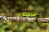 Perinet chameleon (Calumma gastrotaenia) female on a branch, Andasibe, Perinet, Alaotra-Mangoro Region, Madagascar