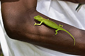 Perinet chameleon (Calumma gastrotaenia) female on the arm of a person, Andasibe, Perinet, Alaotra-Mangoro Region, Madagascar