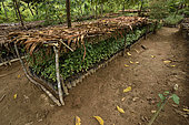Nursery for reforestation of degraded forest patches, Andasibe, Perinet, Alaotra-Mangoro Region, Madagascar