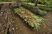 Nursery for reforestation of degraded forest patches, Andasibe, Perinet, Alaotra-Mangoro Region, Madagascar