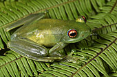 Ankafana Bright-eyed Frog (Boophis luteus) pregnant female, vision of eggs on the side, Andasibe, Perinet, Alaotra-Mangoro Region, Madagascar