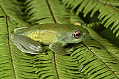 Ankafana Bright-eyed Frog (Boophis luteus) pregnant female, vision of eggs on the side, Andasibe, Perinet, Alaotra-Mangoro Region, Madagascar