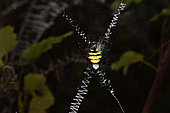 Wasp spider (Argiope coquereli) on his web, Andasibe, Perinet, Alaotra-Mangoro Region, Madagascar
