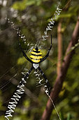 Wasp spider (Argiope coquereli) on his web, Andasibe, Perinet, Alaotra-Mangoro Region, Madagascar