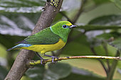 Blue-naped Chlorophonia (Chlorophonia cyanea), Sierra Nevada de Santa Marta, Colombia