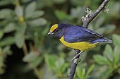 Orange-bellied Euphonia (Euphonia xanthogaster), El Queremal, Valle del Cauca, Colombia