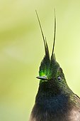 Wire-crested Thorntail (Discosura popelairii), Wildsumaco, Ecuador
