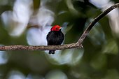 Red-headed Manakin (Ceratopipra rubrocapilla), in Cariacica, Espírito Santo - Brazil. Atlantic Forest Biome.