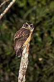 Tawny-browed Owl (Pulsatrix koeniswaldiana), on a branch Sooretama, Espírito Santo - Brazil.