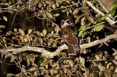 Tawny-browed Owl (Pulsatrix koeniswaldiana), in Sooretama, Espírito Santo - Brazil.