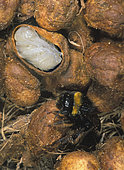 Buff-tailed Bumblebee, Bombus terrestris. Nest interior with worker, honey chambers and larvae chambers. Cut off of one larvae chamber to show the inside. Nests are usually underground, in banks or among tree roots. The queen creates a circular chamber in which she builds a wax egg cell, and she lays her first batch of eggs inside. The eggs are laid on a layer of pollen, which is collected by the queen, and then covered with a layer of wax. After hatching, the white larvae are fed on honey and pollen by the queen. When they are fully-grown, the larvae develop into pupae after spinning a protective silk cocoon around themselves. During the pupal stage, the larvae develop into adult workers. Portugal.