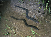 European eel, Anguilla anguilla. Moving at night, out of water, from a stream to another with a snake like movement. Malveira, Portugal.