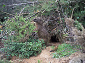 Egyptian mongoose, Herpestes ichneumon. Next to the entrance of the burrow to watch what happens in the surroundings, Portugal