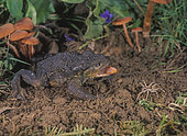Crapaud commun (Bufo bufo) étirant sa langue pour capturer une araignée, Portugal