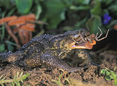 Common toad or European toad, Bufo bufo. Eating a spider caught by its sticky tongue. Portugal