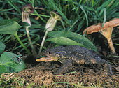 Common toad or European toad, Bufo bufo. Projecting the tongue to capture an insect (ground beetle). Portugal