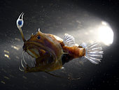 Sea devil; Linophryne maderensis. Young female. Offshore Madeira Island. Composite image. Portugal. Composite image