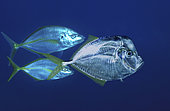 African moonfish, Selene dorsalis. And two Pseudocaranx dentex, White travally. Azores. Composite image. Portugal. Composite image