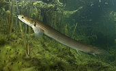 Gray bichir or Cuvier's bichir, Polypterus senegalus. This fish has a pair of primitive lungs instead of a swim bladder, that allow it to breathe air. Composite image. Portugal.. Composite image
