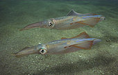 European squid or common squid, Loligo vulgaris. Portugal