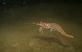 Deep-water rose shrimp. Parapenaeus longirostris. Swiming. Lives from 20 to 800 deep range. Important commercial species. Portugal