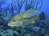 Juvenile Bar Jack, Caranx ruber, shadowing a Blue Striped Grunt, Haemulon sciurus. The young Jack hides close to the Grunt body to approach preys that are too small to fear the grunt. Caribbean sea. Bahamas