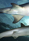 Dimorphisme sexuel chez les requins. Vue ventrale de requins mâle et femelle. Les mâles, ci-dessus, ont des ptérygopodes, mutation des nageoires pelviennes utilisés pour assurer la fécondation interne. Les femelles ci-dessous ont un cloaque, une ouverture qui sert aux fonctions digestives et reproductives. Portugal