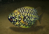 Poisson pomme de pin (Cleidopus gloriamaris) au dessus du fond, Queensland, Australie