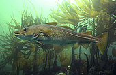 Atlantic cod, Gadus morhua. Atlantic Cod can live for 25 years and attain 1,8 m size with 200 kg weight. Large shoal close to Rockall. The Atlantic cod is labelled vulnerable on the IUCN Red List of Threatened Species. Ireland
