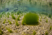 Water silk, Spirogyra sp.. Growing in a slow flowing plain river of clean water. Spirogyra is a cosmopolitan, freshwater, filamentous green alga, represented by about 300 species. Is used in nutritional, pharmaceutical and cosmetic products. It's a hepatic antioxidant. Portugal