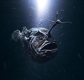 Atlantic footballfish, Himantolophus groenlandicus. Female with modified ray on the head making a "fishing-rod", tipped with a lure on a central luminous bulb. It uses this to attract smaller fish in the dark abyss. Portugal