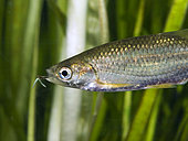 Anchor worm, Lernaea sp.. Freshwater fish parasite. It's a copepod that mate during the free-swimming stage of development and after that the female anchor deep in the flesh of a fish and transforms into a segmented wormlike form hanging from the fish body; here on the mouth. Portugal