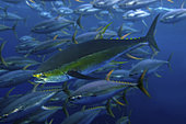 Yellowfin tuna, Thunnus albacares. Swimming with shoal. Although mainly found in deep offshore waters, yellowfin tuna may approach shore when suitable conditions exist. often travel in schools with similarly sized companions. They sometimes school with other tuna species and mixed schools of small yellowfin, and skipjack tuna. Azores, Portugal - Composite image