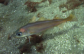 Poor cod, Trisopterus minutus. On sand bottom. Its distribution spans the eastern Atlantic, from Norwegian coasts to Portugal and along the Atlantic coast of Morocco; also in the Mediterranean. It is commercially harvested for the production of fish meal, and in southern Europe as human food. Portugal